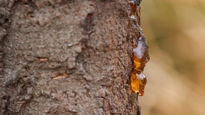 Baumharz läuft aus Rinde