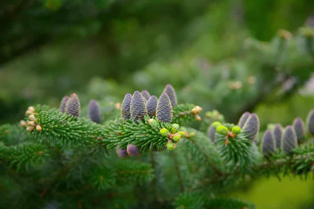 Fichtenzweige hinterlassen häufig Baumharz