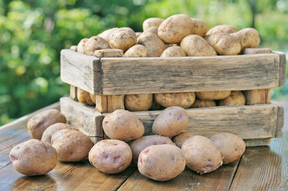 Kartoffeln für die elektrische Kartoffelreibe