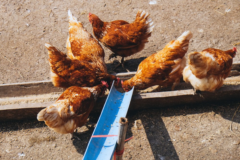Hühner sind durch elektrische Hühnerklappe nach draußen gelangt
