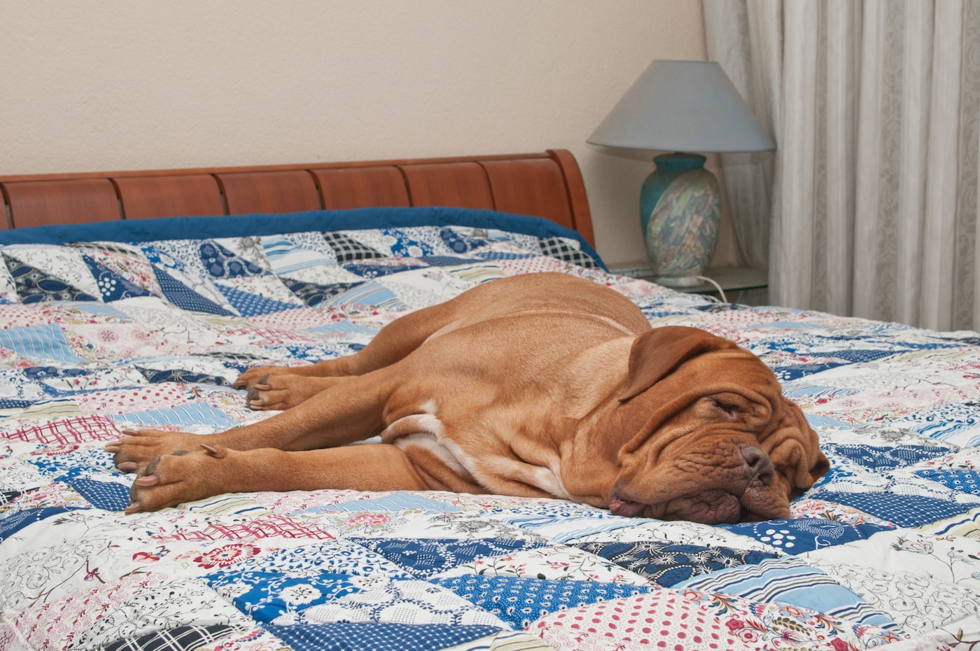 Ein Hund liegt auf einer Patchwork Decke auf dem Bett