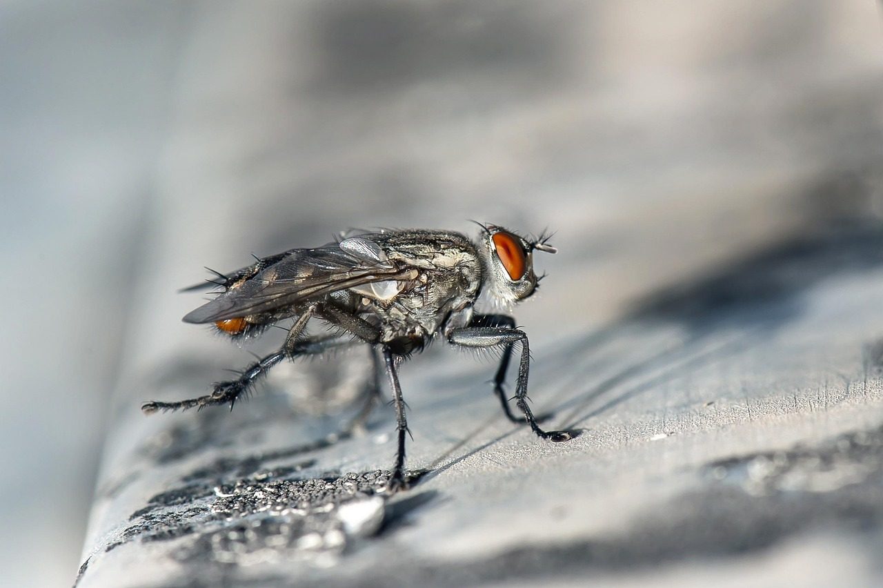 Stubenfliege mit roten Augen auf einer grauen Fläche