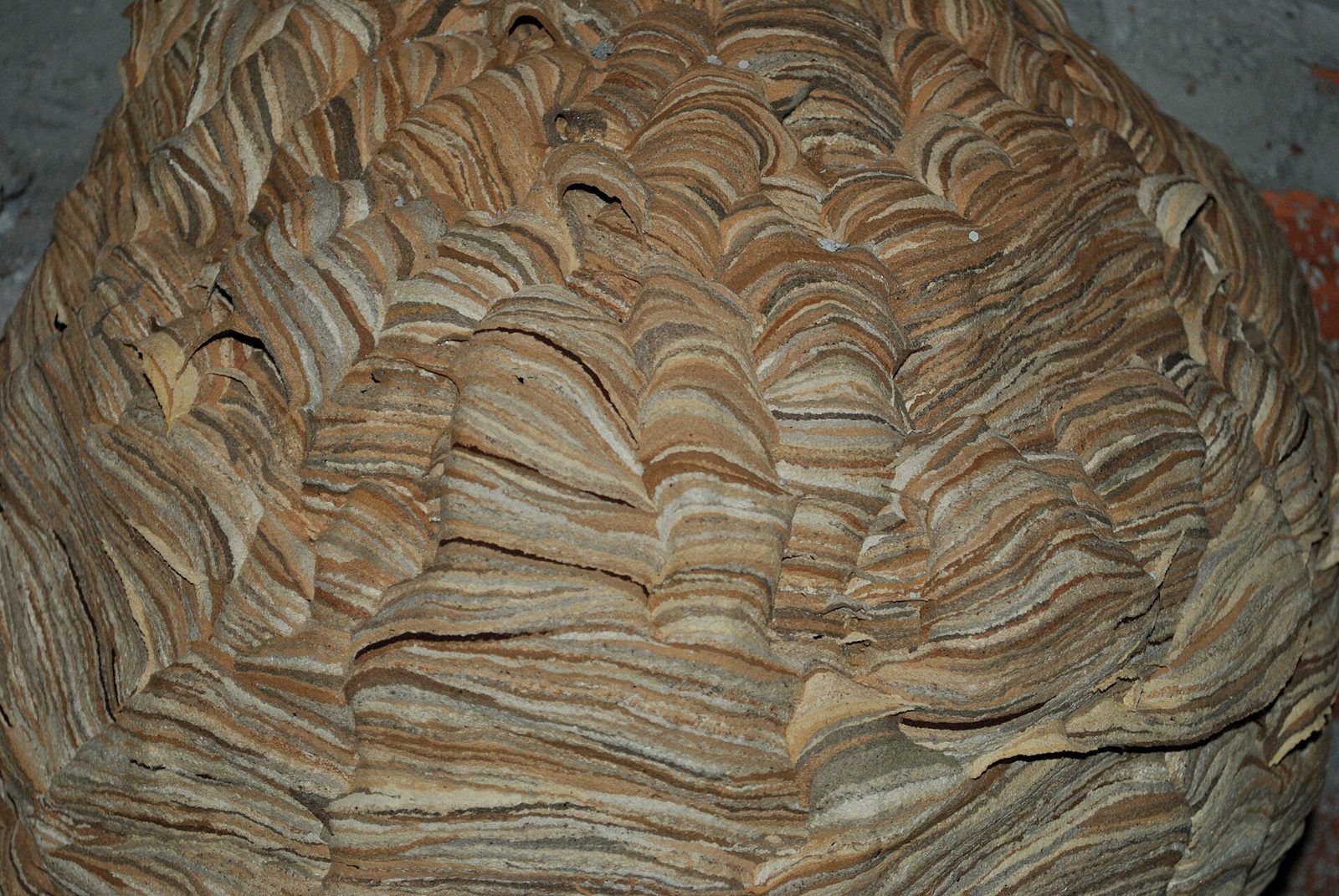 Nahaufnahme der muschelförmig geschichteten, braunen Hülle eines Hornissennests