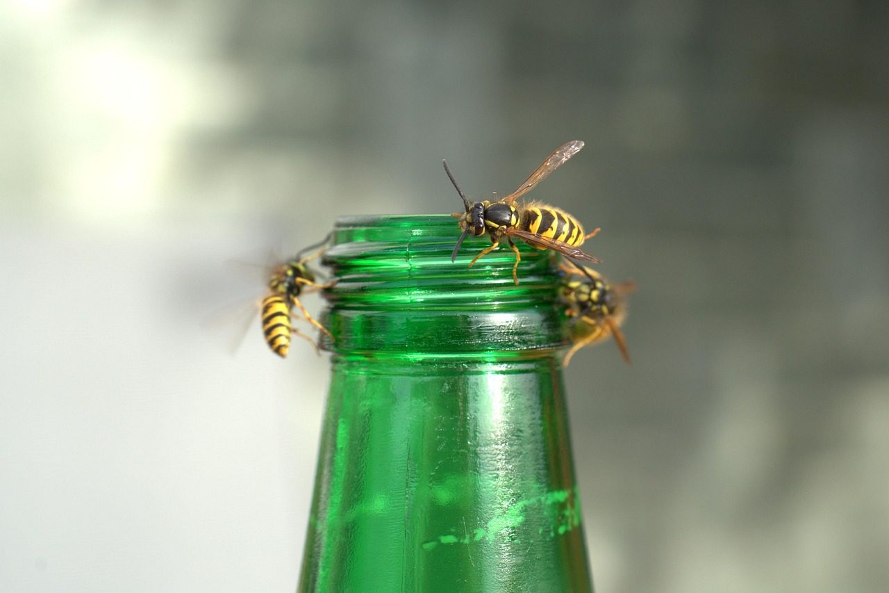 Mehrere Wespen sitzen auf dem Hals einer grünen Glasflasche